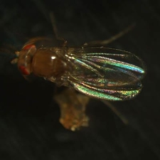 Holograficzna Drosophila melanogaster
